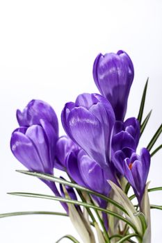 some spring flowers of violet crocus isolated on white background, close up