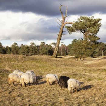 flock of sheep on the moor near Zeist and utrecht in the netherlands