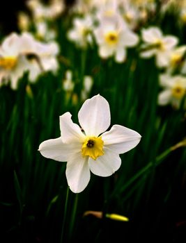 Beauty White Spring Daffodil closeup in Natural Environment on Blurred Daffodils background