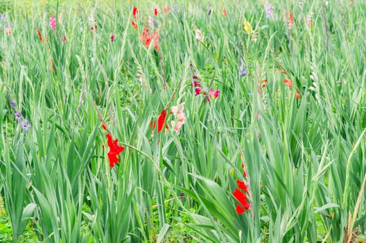 Beautiful field with many colorful flowers.