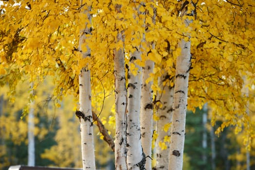 fall color of aspen tree in alaska