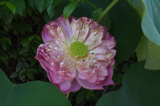 Pink lotus on green leaves background