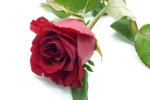 Natural red and pink rose