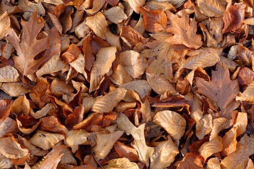 Brown autumn leafs with sun lightning.