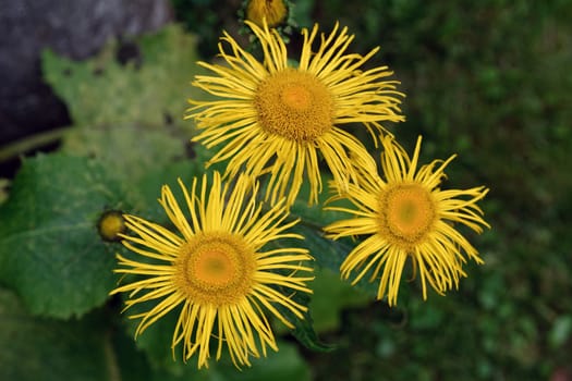 Three yellow blosoms with blurred background.