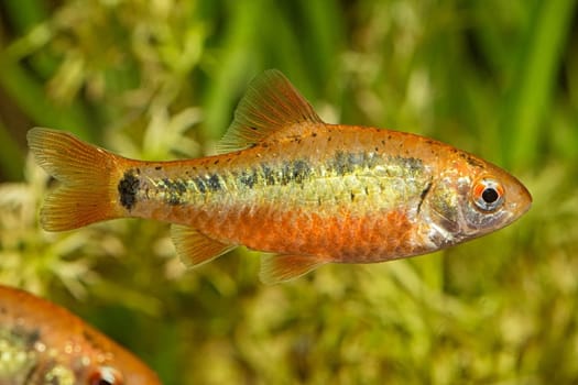 Tropical freshwater aquarium fish from genus Puntius.