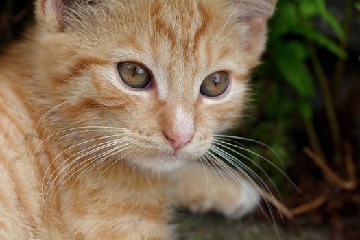 Nice portrait of rusty kitten with nice eyes.