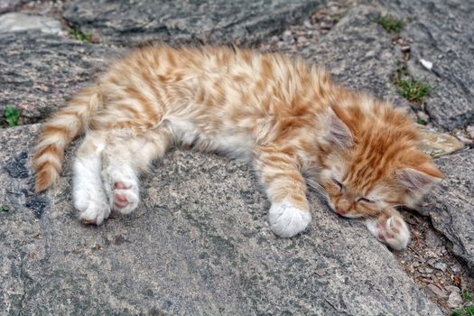 Nice rusty sleeping kitten on the stone.