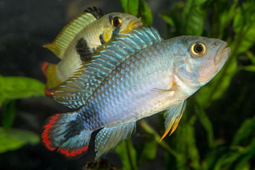 Tropical freshwater aquarium fish from genus Apistogramma.
