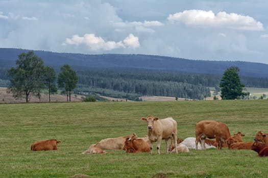 Herd of cows on pasture in zhe mountains.