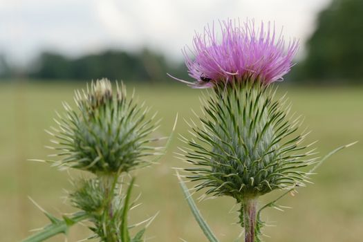 Thistle blossoms with nice green background.