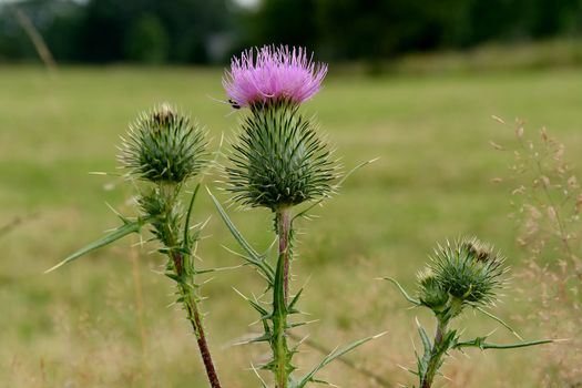 Thistle blossoms with nice green background.