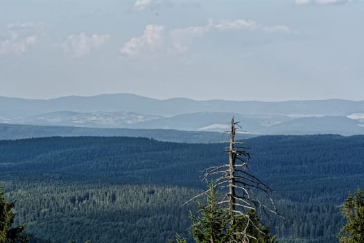 Nice summer mountain view with trees.