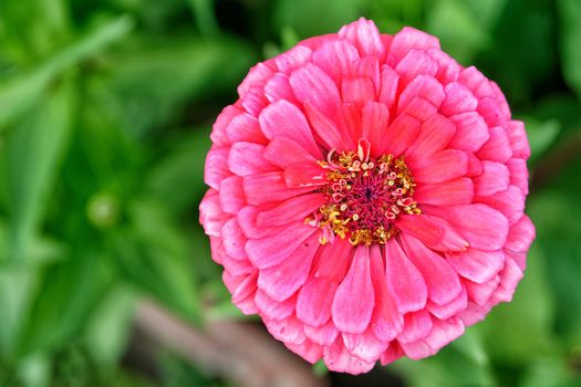 Pink zinia on the nice blurred background.