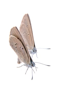 Two brown butterflies isolated on a black background