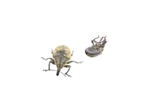 Black bugs isolated on a white background