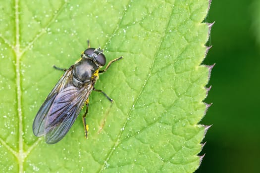 Black insect sitting on the green leaf
