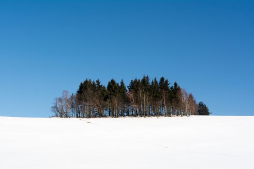 Grove on a snowy hill with blue sky