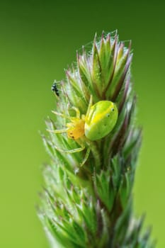 Green spider on a flower with blurred green background