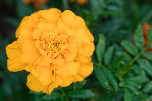 Orange african marigold blossom with blurred background.