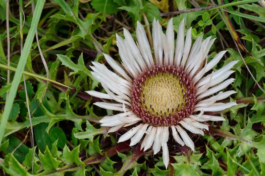 Big white thistle blossom with green leafs.