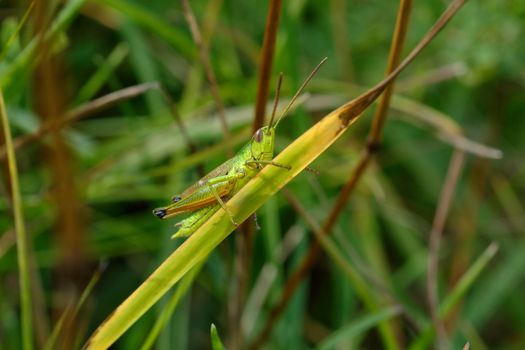 Green grasshopper in the grass with blurred background.