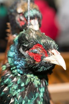 The head of a dead pheasant.