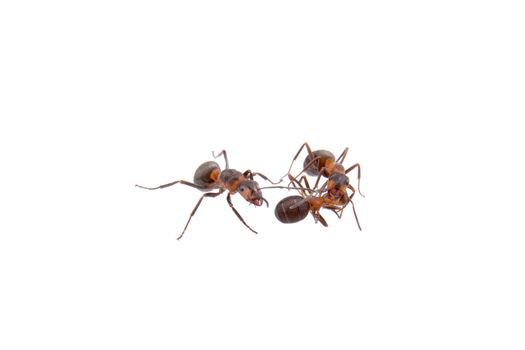 Ants isolated on a white background