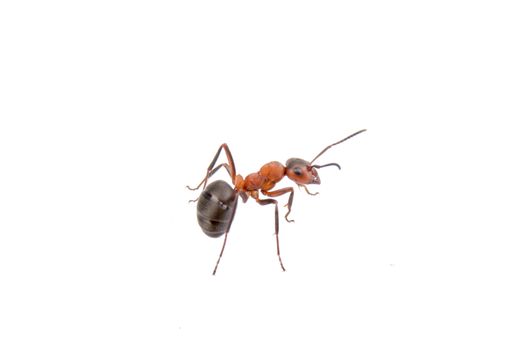 Brown ant isolated on a white background