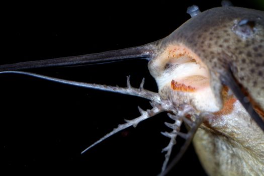 Detailed view of barbels of catfish from genus Synodontis.