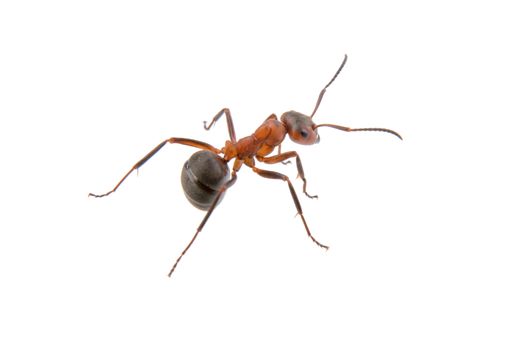 Brown ant isolated on a white background