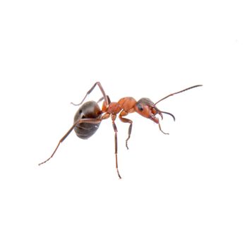 Brown ant isolated on a white background
