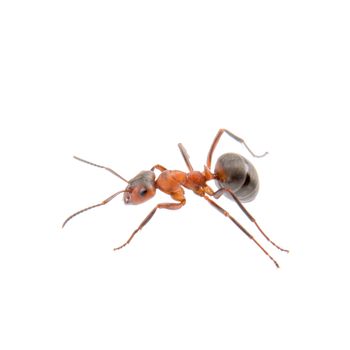 Brown ant isolated on a white background