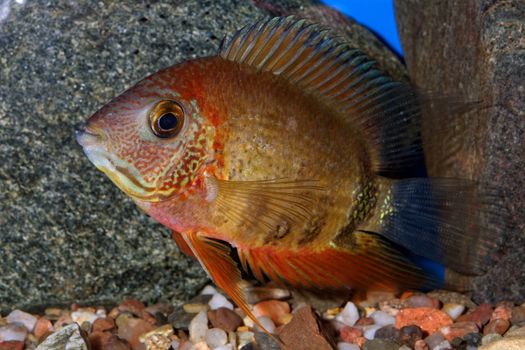 Nice brown cichlid fish from genus Heros.