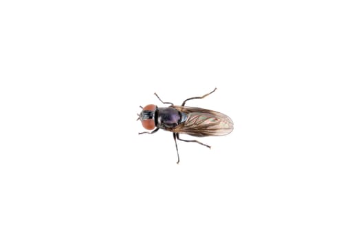 Fly isolated on a white background