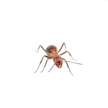 Brown ant isolated on a white background