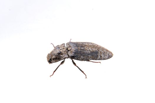 Black bug isolated on a white background