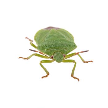 Green shield bug isolated on a white background