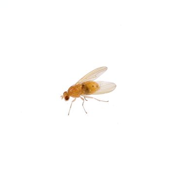 Beige fly isolated on a white background