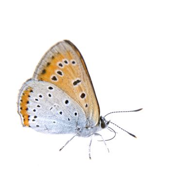 Colored butterfly sitting isolated on the white background