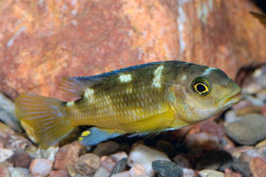 Nice brown yellow cichlid fish from genus Pseudotropheus.