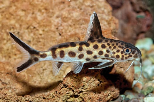 Tropical freshwater aquarium fish from genus Synodontis.