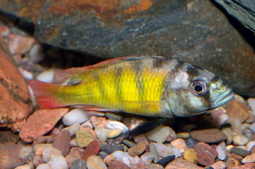 Nice grey cichlid fish from genus Astatotilapia.