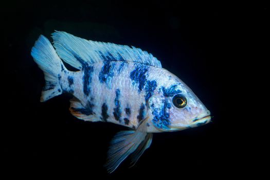 Nice blue OB male of cichlid fish from genus Aulonocara.