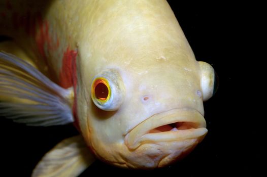 Nice detailed portrait of albino red oscar cichlid.