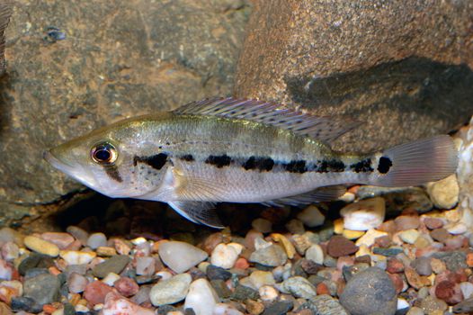 Nice grey cichlid fish from genus Petenia.