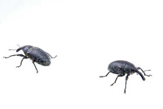 Two black bugs isolated on a white background