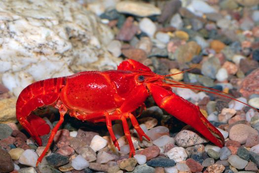 Nice red crayfish on the bottom in aquarium.