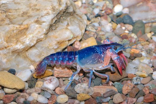 Nice blue crayfish on the bottom in aquarium.