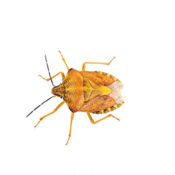 Orange shield bug isolated on a white background